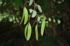 Hardwickia binata